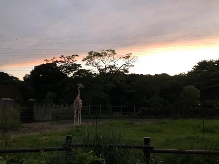 🦁 이토즈 숲 공원(이토즈노모리 코엔) 이미지 10